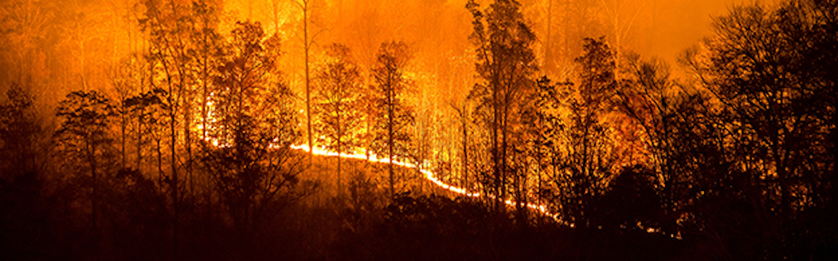 forest fire