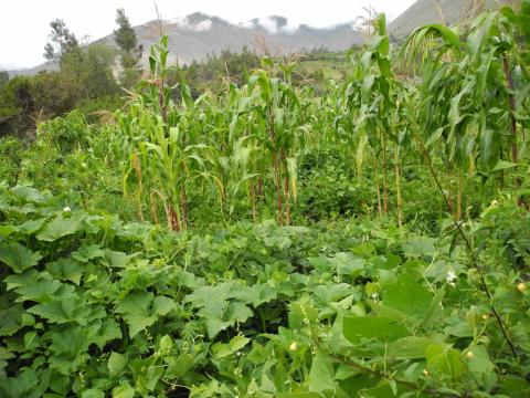 A leafy green multi-species maize plot with mountains in the background