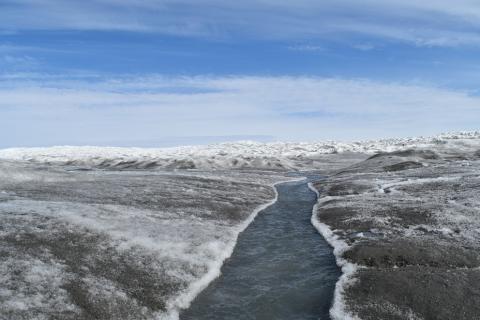 glacial algea