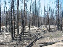 Burnt out forest with bare, charred trees
