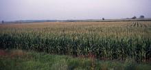 Iowa cornfield Andrew Carleton
