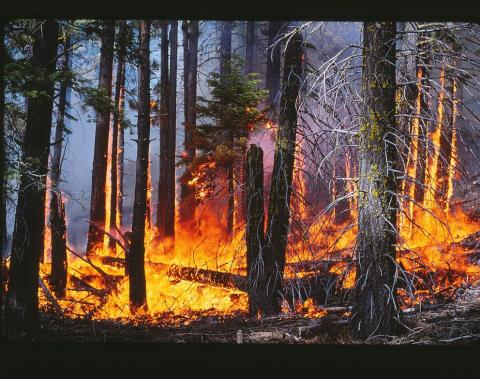 controlled burn mixed conifer forest