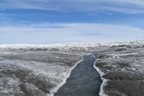 glacial algea