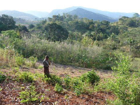 A woman with a machete collects crops, with forests and mountains in the background