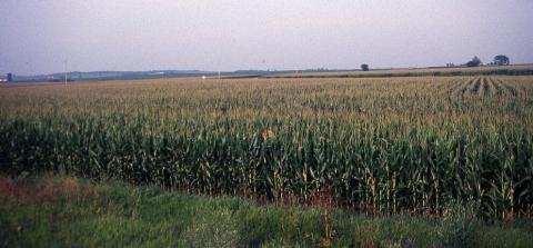 Iowa cornfield Andrew Carleton