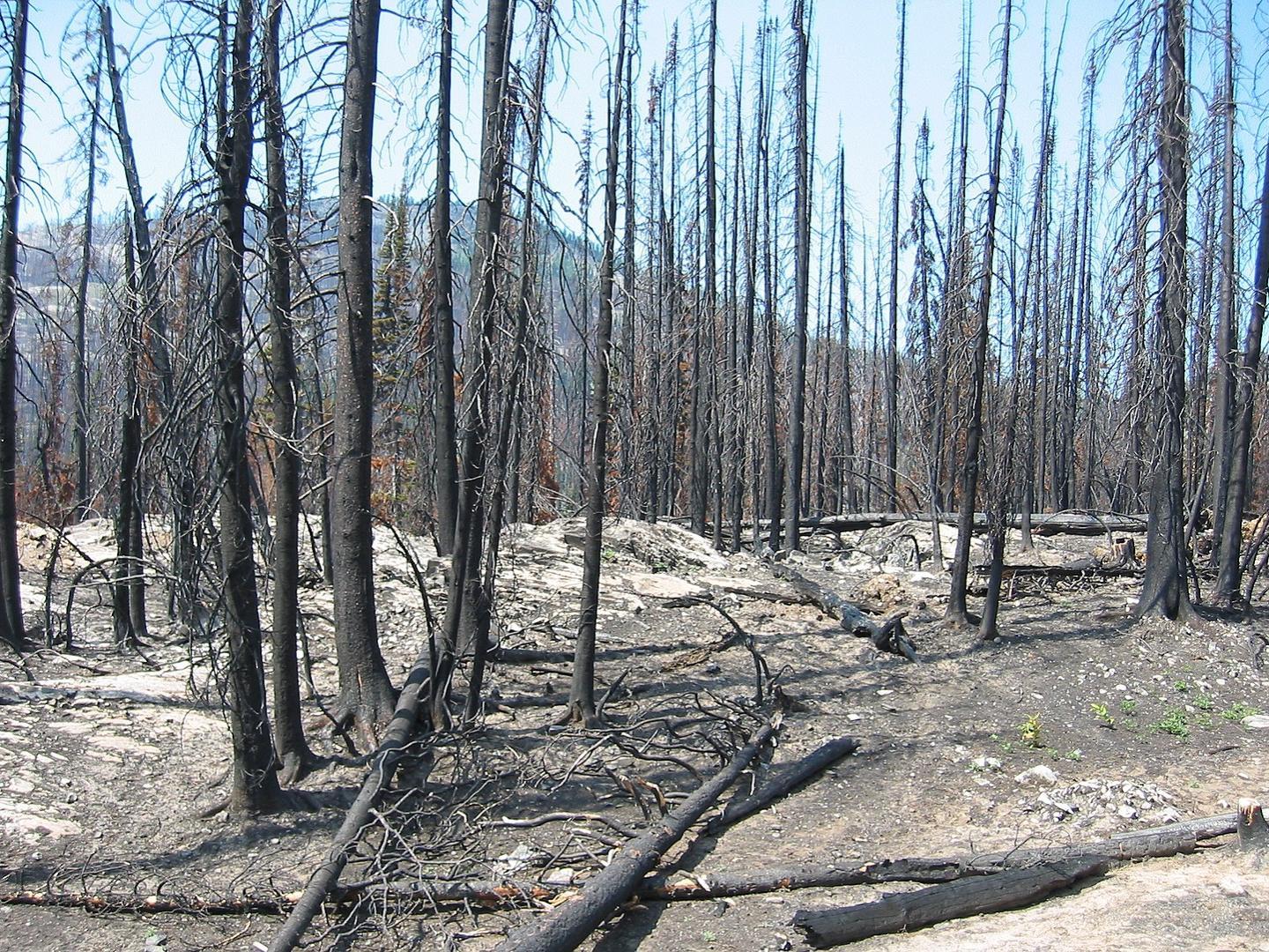 Burnt out forest with bare, charred trees